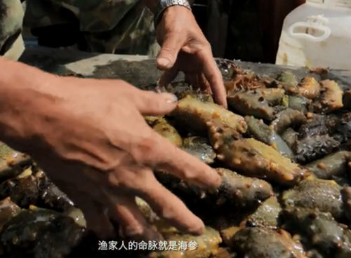 砣磯島海參捕撈好時機